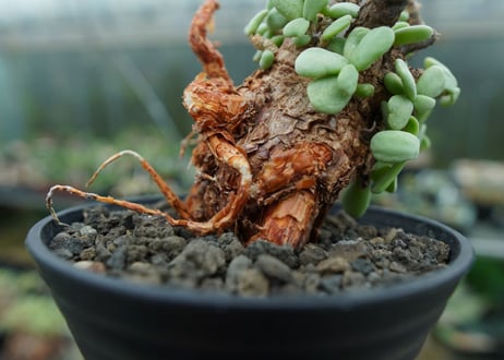 ケラリア　ピグマエア　Ceraria pygmaea No.3