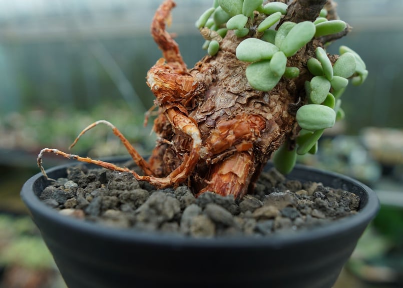 ケラリア ピグマエア Ceraria pygmaea No.3 | mana's farm:塊