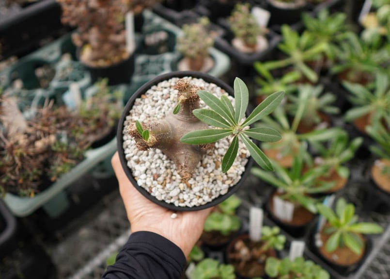 パキポディウム マカイエンセ NO.2 | mana's farm:塊根植物・アガベ