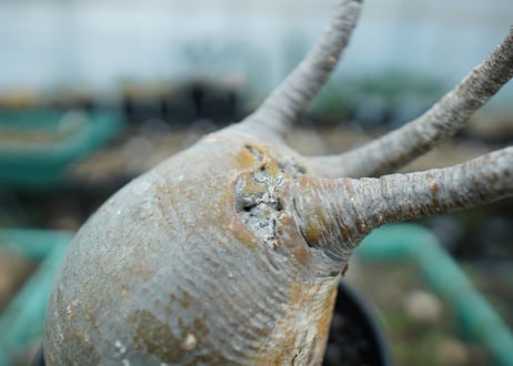 パキポディウム　グラキリス　 Pachypodium Gracilius  No.3