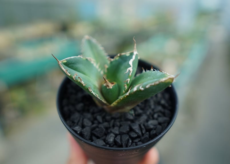アガベ チタノタ 鬼爪雪峰 Agave titanota “Onitsume Yukimin
