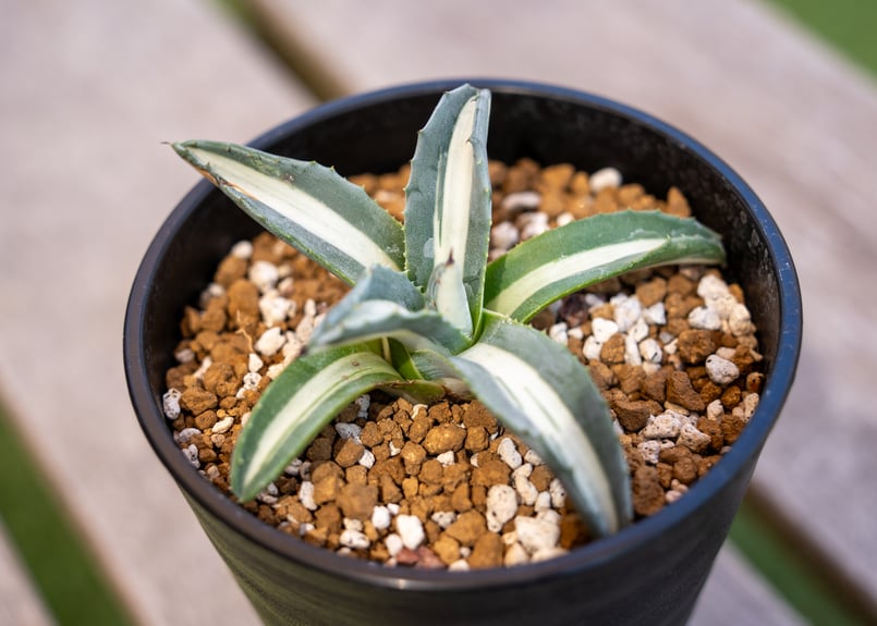 アガベ 華厳 | mana's farm:塊根植物・アガベ・ドライガーデン植物販売