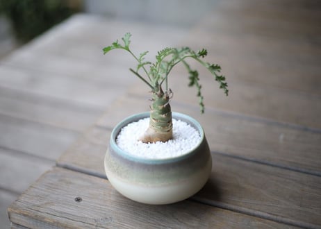 ぺラルゴ二ウム　カルノーサム　Pelargonium carnosum