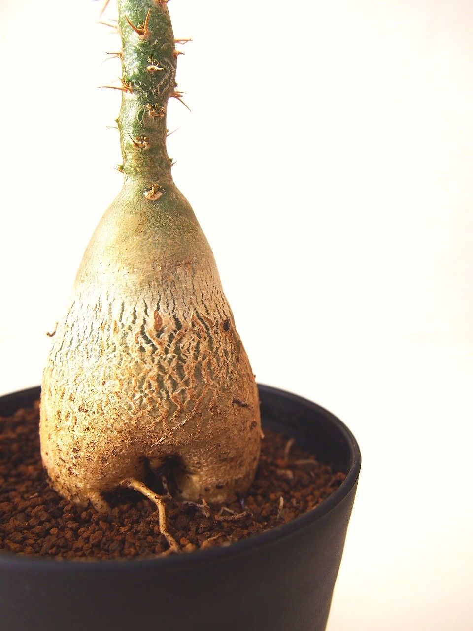 パキポディウム サキュレンタム 天馬空 Pachypodium succulentum | m