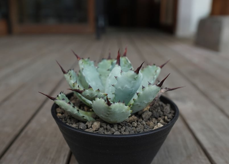 アガベ選抜ディアブロハイブリッド