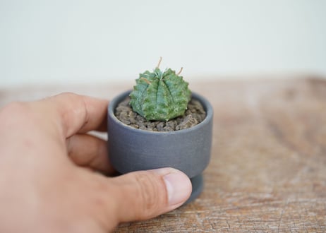 Euphorbia valida