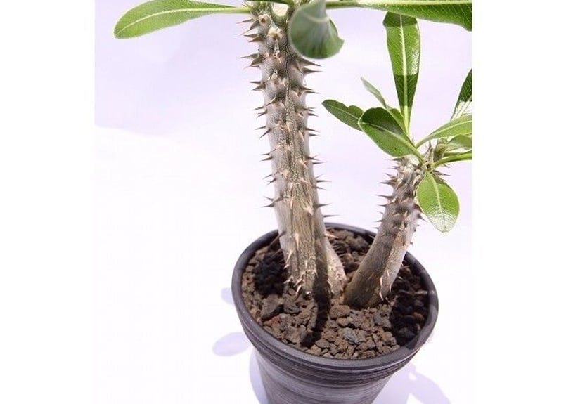 太短良型！希少種　パキポディウム タッキー 実生株 良型 花芽確認！交配に！】パキポディウム タッキー 実生 良型 - メルカリ