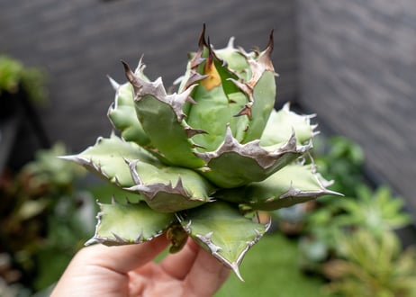 Agave titanota dwarf 姫厳龍 B NO.2
