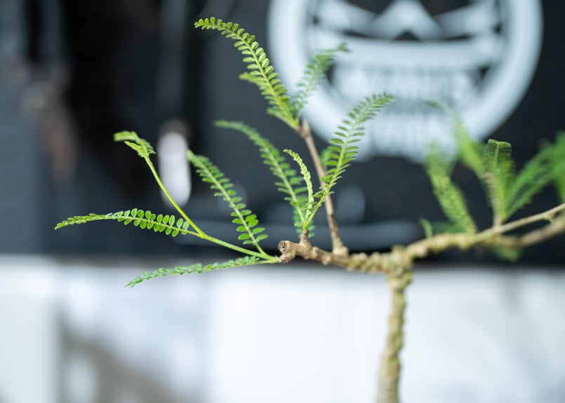 オペルクリカリア ヒファエノイデス | mana's farm:塊根植物・アガベ