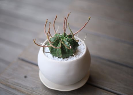 ユーフォルビア　バリダ　Euphorbia valida