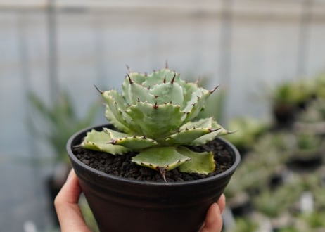 Agave potatorum×Isthmensis　No.2