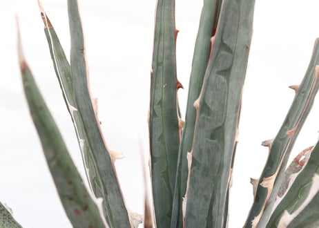 Agave difformis Swordish