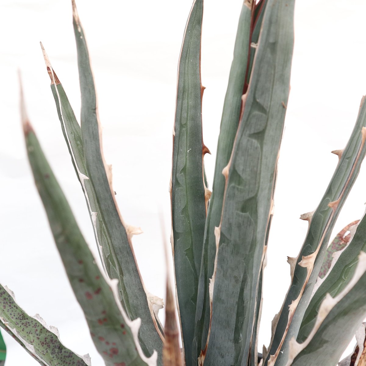 希少Agave difformis 大株 Agave difformis Swordish | mana's farm:塊根植物・アガベ