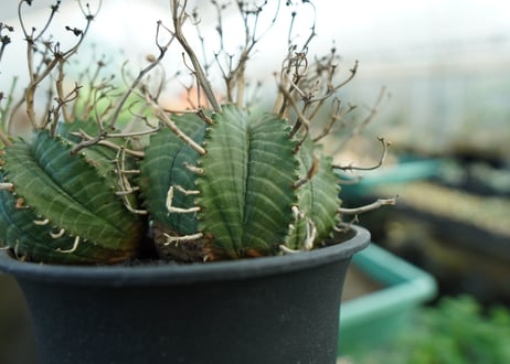 ユーフォルビア　スーパーバリダ　Euphorbia super valida  No.1