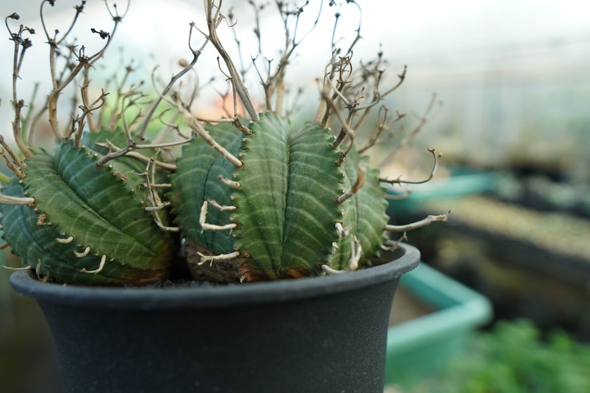 ユーフォルビア スーパーバリダ Euphorbia super valida No.1 |