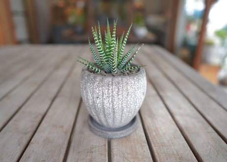 十二の巻　Haworthia fasciata