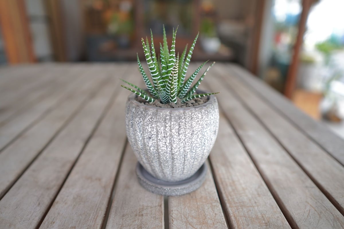 小物 halhal 公式オンライン限定 レザーマルチケース ノベルティ Hallelujah