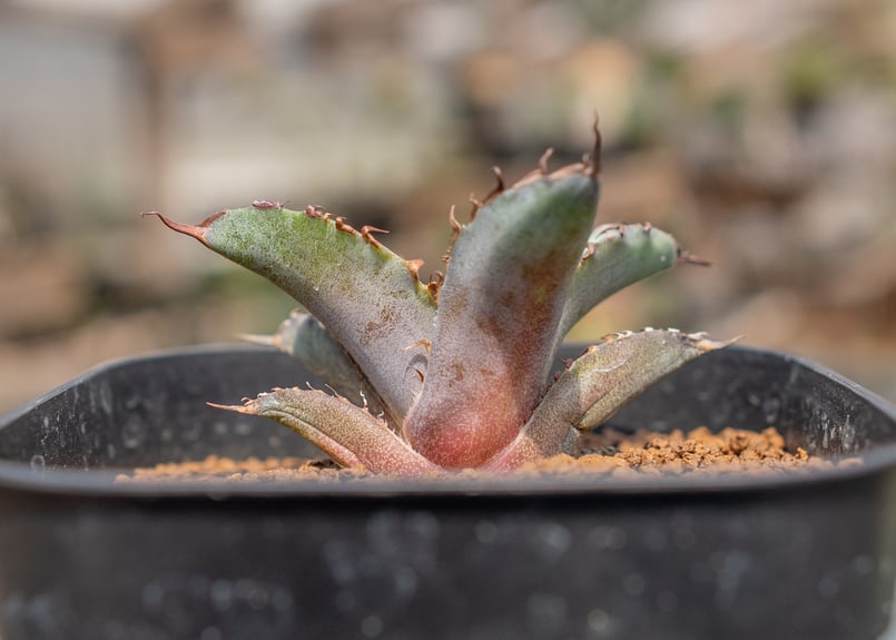 アガベ ブラックアンドブルー | mana's farm:塊根植物・アガベ・ドライ