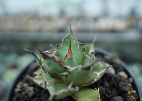 アガベ　チタノタ　FO-76　agave titanota  FO-76　No.11