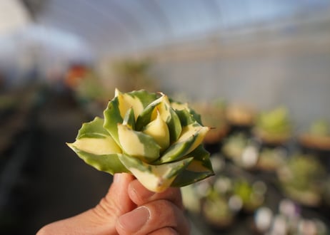 agave 王妃雷神黄中斑 NO.4