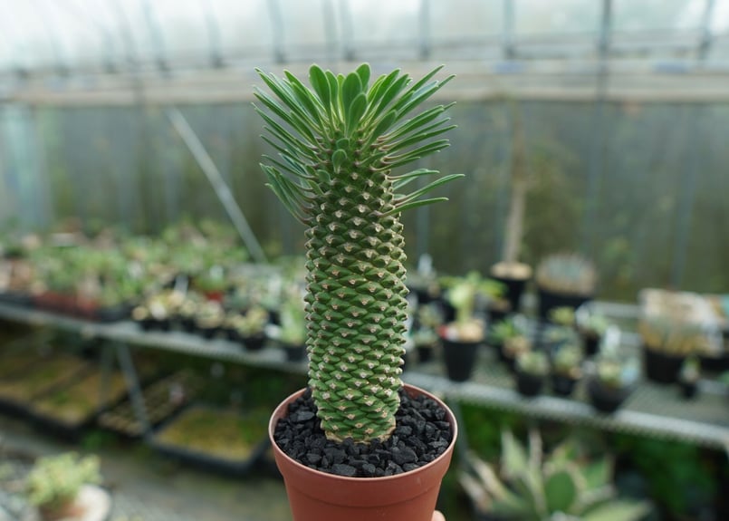 ユーフォルビア　ソテツキリン　パイナップルコーン群生　バランス◎鉢のまま発送 ユーフォルビア ソテツキリン パイナップルコーン群生 バランス