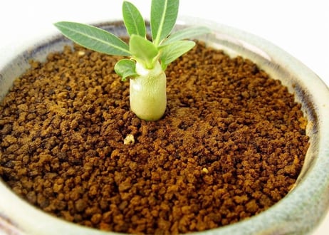 Pachypodium eburneum　パキポディウム　エブレネウム　実生苗