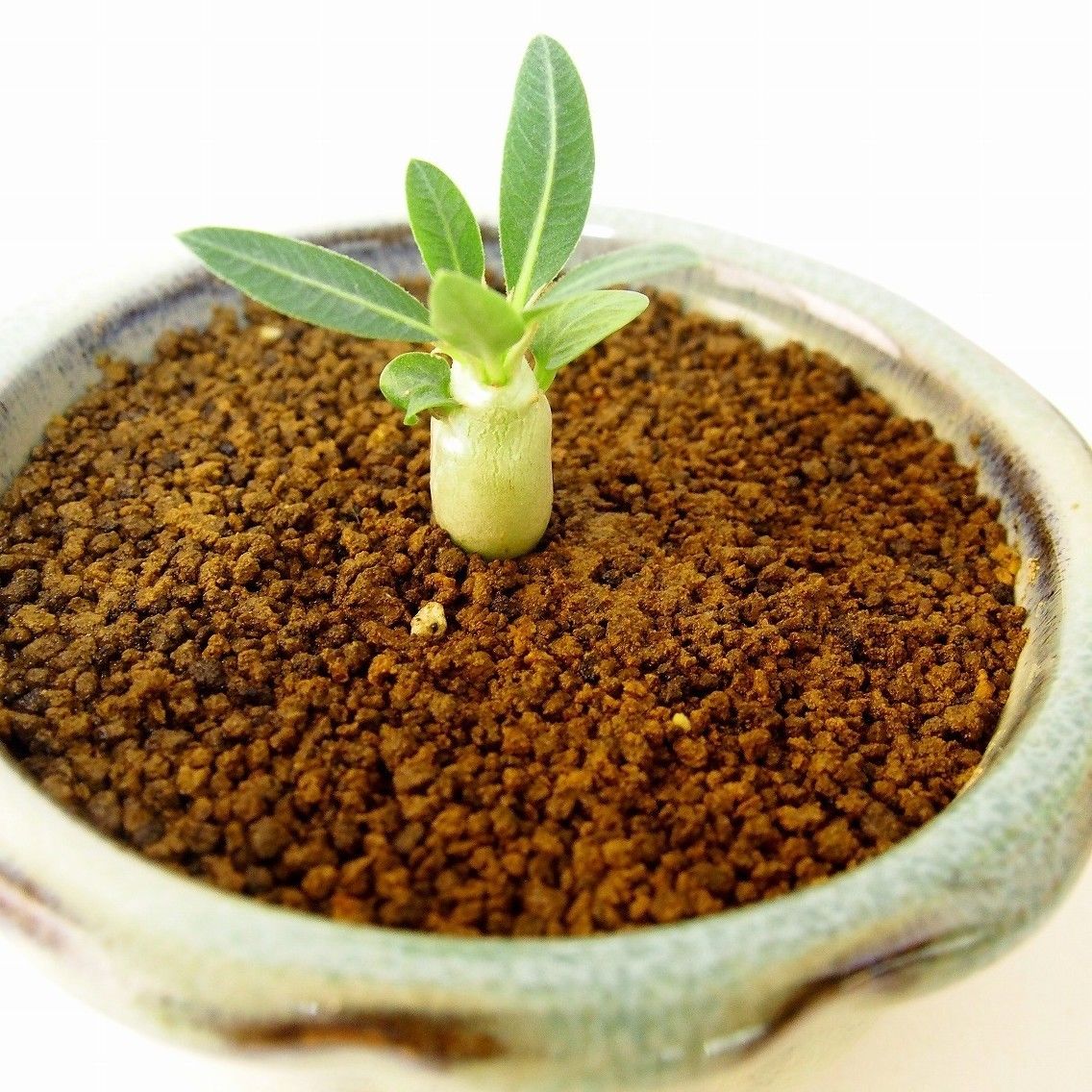 Pachypodium eburneum パキポディウム エブレネウム 実生苗 | mana'