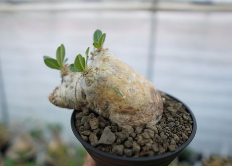 パキポディウム　エブレネウム　Pachypodium eburneum　No.2