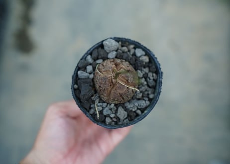 亀甲竜　Dioscorea elephantipes　No.4