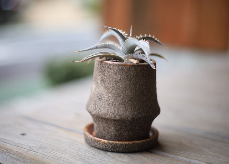 ディッキア Dyckia | mana's farm:塊根植物・アガベ・ドライガーデン