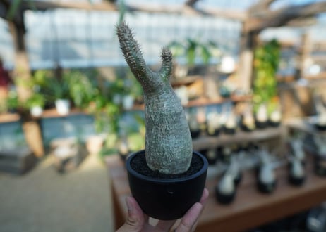 【未発根】パキポディウム　グラキリス　 Pachypodium Gracilius  No.8