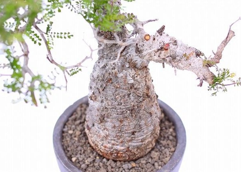 オペルクリカリア デカリー | mana's green:塊根植物販売|マナズ オペルクリカリア デカリー | mana's green:塊根植物販売|マナズ