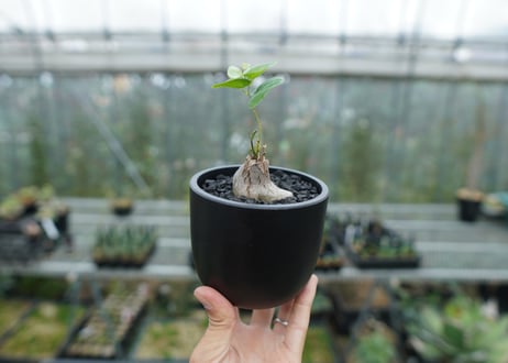 ディオスコレア　シルバティカ　Dioscorea sylvatica
