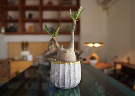 パキポディウム　グラキリス　 Pachypodium Gracilius