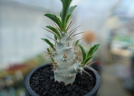 パキポディウム　サンデルシー　Pachypodeium saundersii  No.7