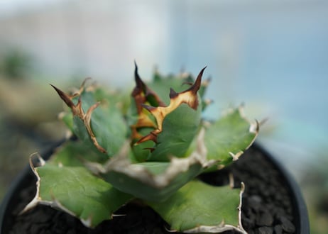アガベ　チタノタ　姫厳龍　Agave titanota dwarf