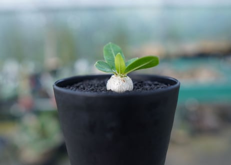パキポディウム　恵比寿笑い　Pachypodium brevicaule　No.2