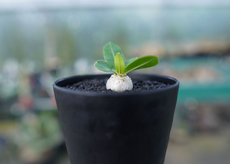 パキポディウム 恵比寿笑い Pachypodium brevicaule No.2 | man