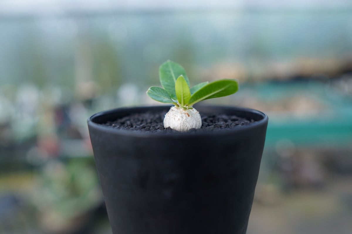 パキポディウム 恵比寿笑い Pachypodium brevicaule No.2 | man