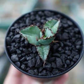 For Sale祭】アガベ小苗の選び方 | mana's farm:塊根植物・アガベ