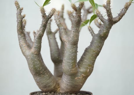Pachypodium makayense