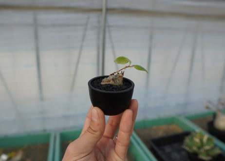 シンニンギア 上海の女王　Sinningia tubiflora
