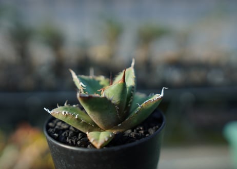アガベ　チタノタ　FO-76 Agave titanota FO-76  No.2