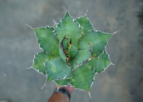 アガベ　チタノタ　FO-76　agave titanota  FO-76  No.2