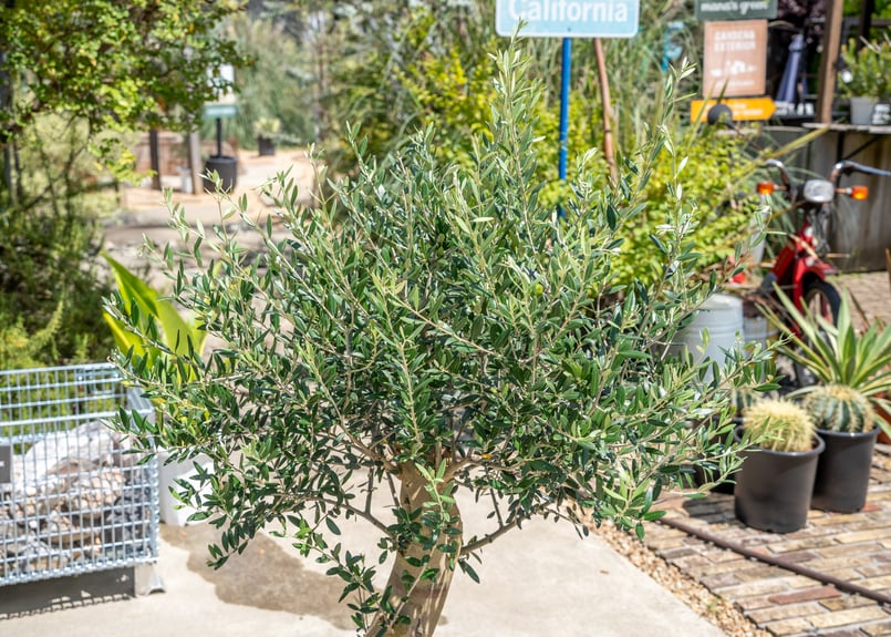 国産オリーブ マンザニロ No.13 売約済 | mana's farm:塊根植物