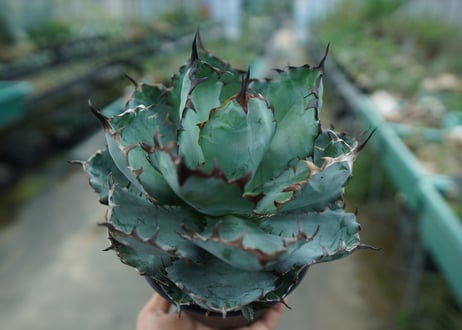 アガベ　チタノタ　 ブラックアンドブルー 　Agave titanota black and blue　No.3