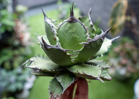 Agave titanota FO-76 B NO.2