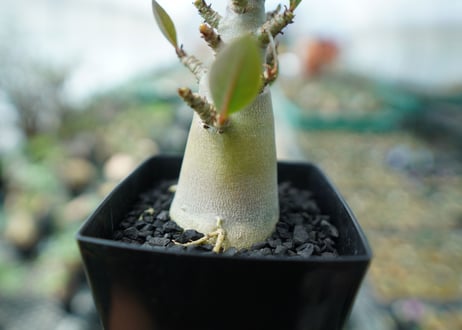 アデニウム　Adenium　No.3