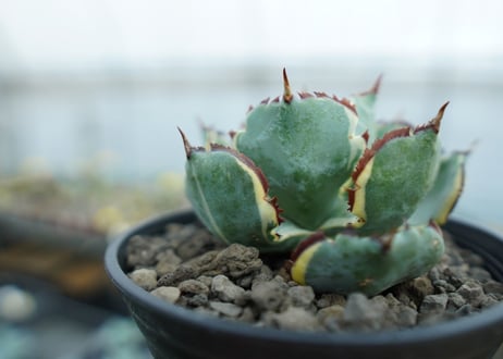 アガベ　兜蟹錦　連棘　Agave isthmensis “Kabutogani” variegata　NO.1