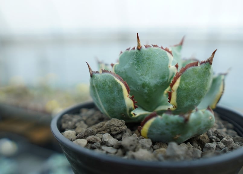 アガベ 兜蟹錦 連棘 Agave isthmensis “Kabutogani” varieg